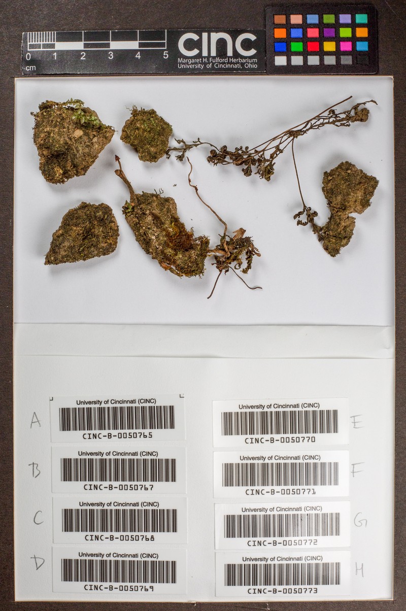 Rectolejeunea berteroana photo 3
