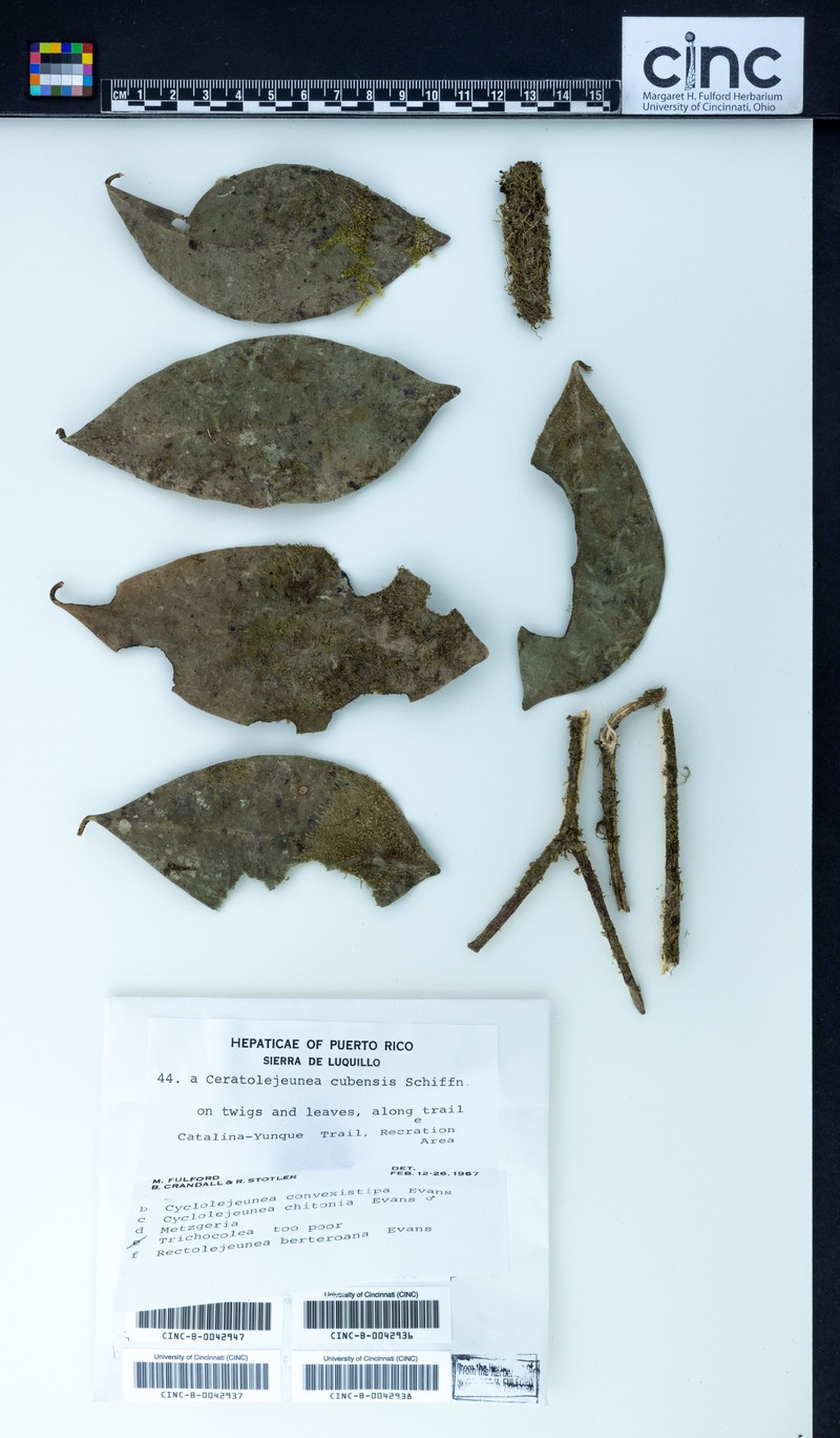 Rectolejeunea berteroana photo 4