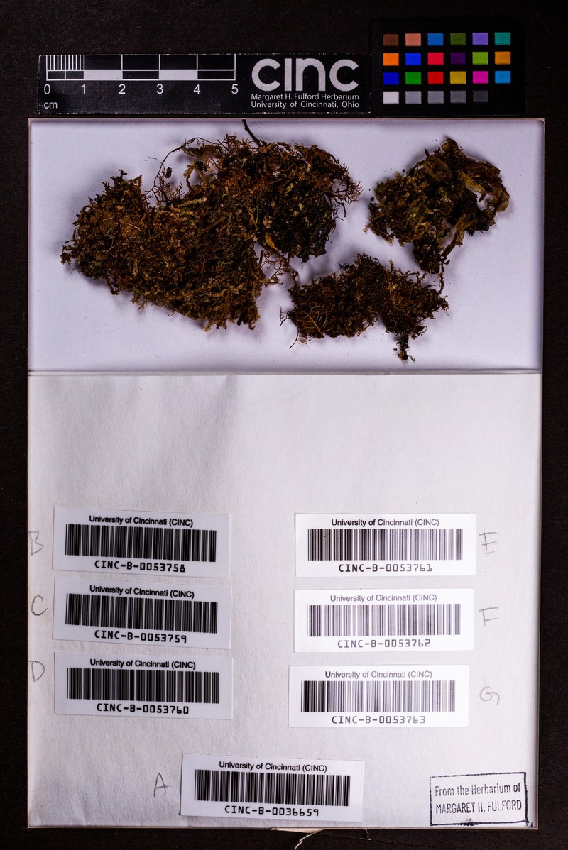 Rectolejeunea berteroana photo 5