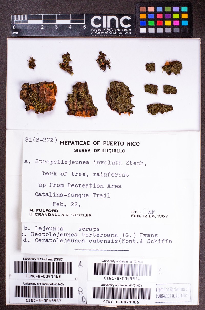 Rectolejeunea berteroana photo 6