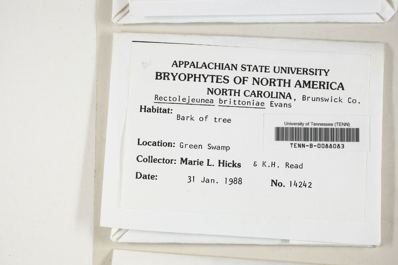 Rectolejeunea brittoniae photo 3