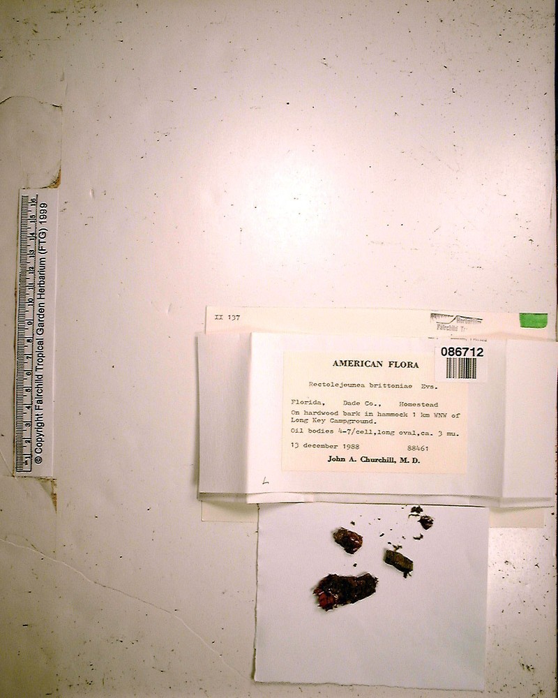 Rectolejeunea brittoniae photo 5