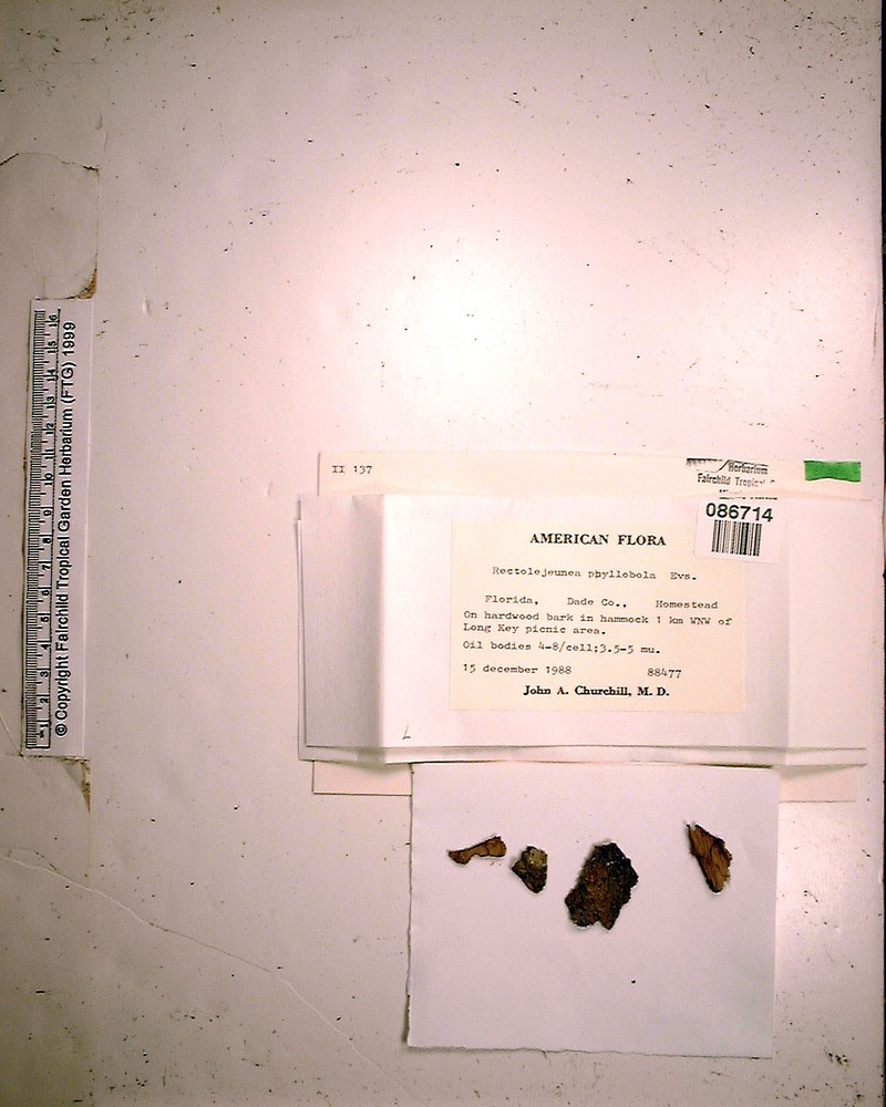 Rectolejeunea phyllobola