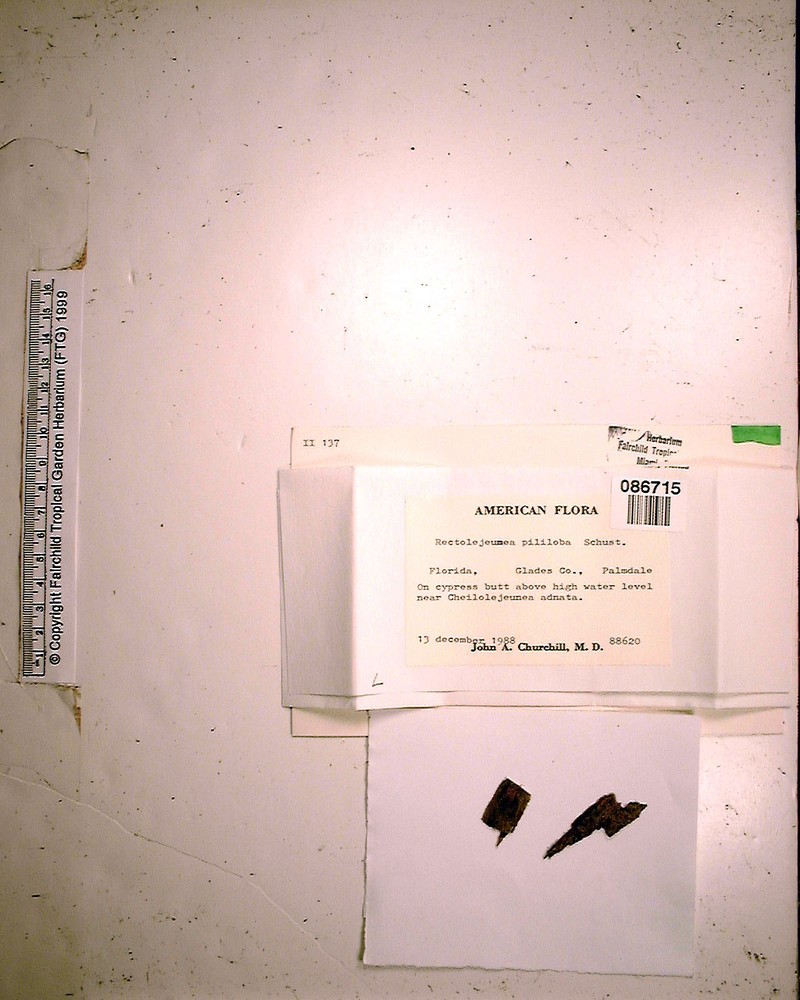 Rectolejeunea pililoba