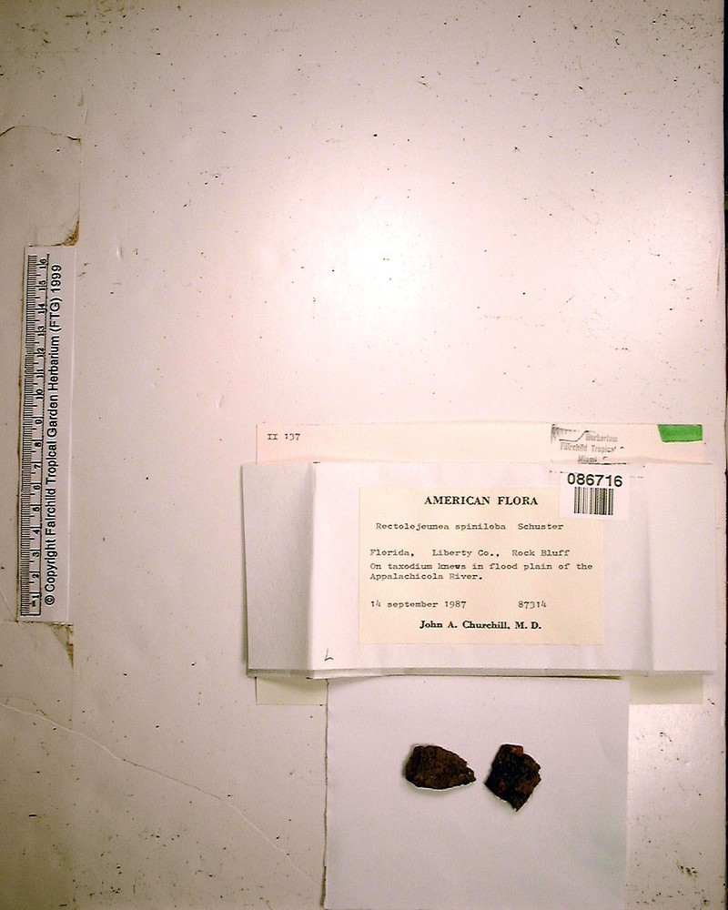 Rectolejeunea spiniloba