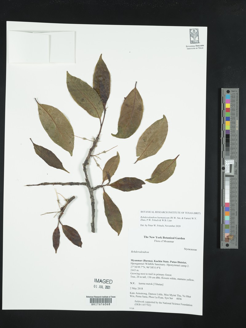 Rehderodendron burmanicum