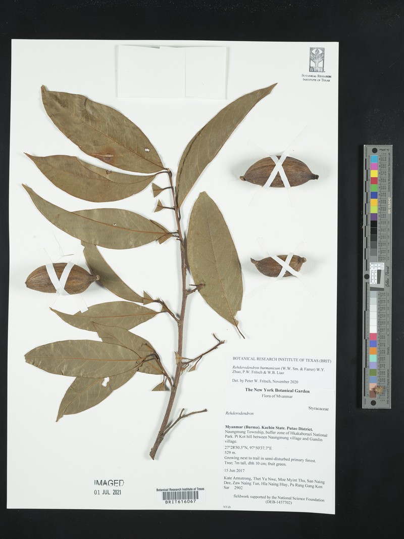 Rehderodendron burmanicum photo 2