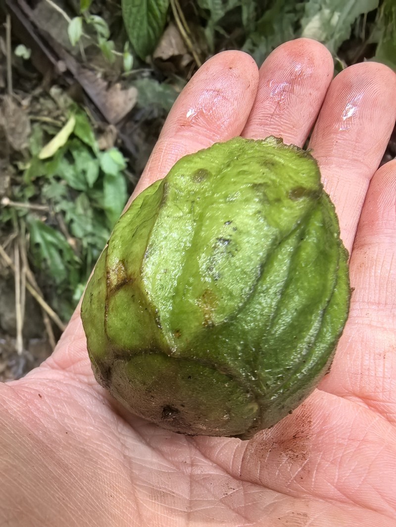 Rehderodendron macrophyllum