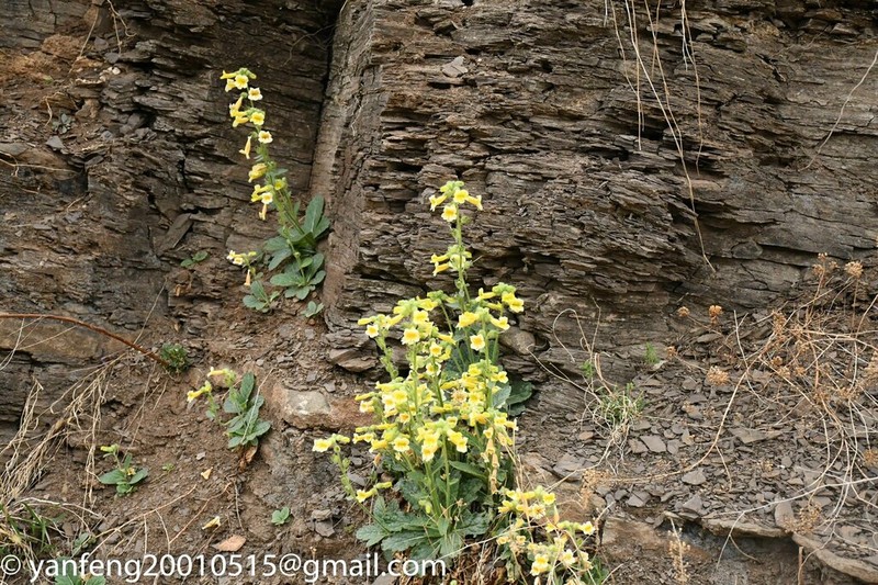 Rehmannia chrysantha