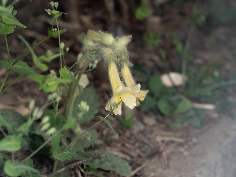 Rehmannia chrysantha photo 2