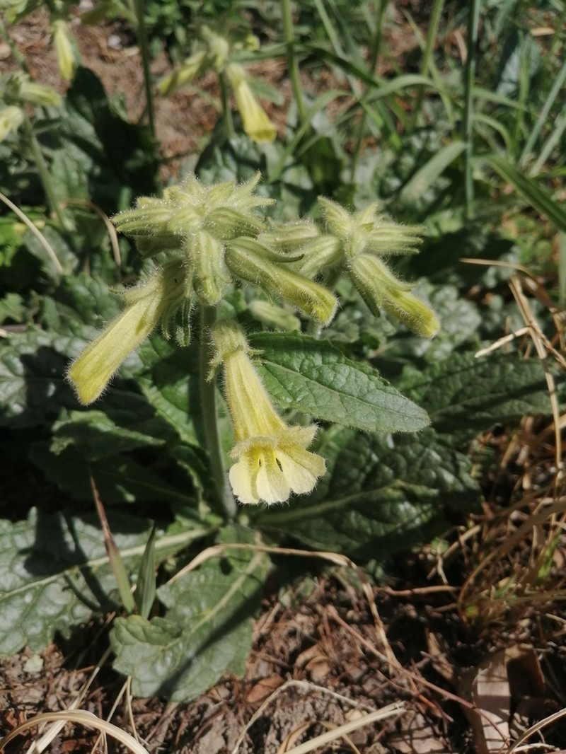 Rehmannia chrysantha photo 3