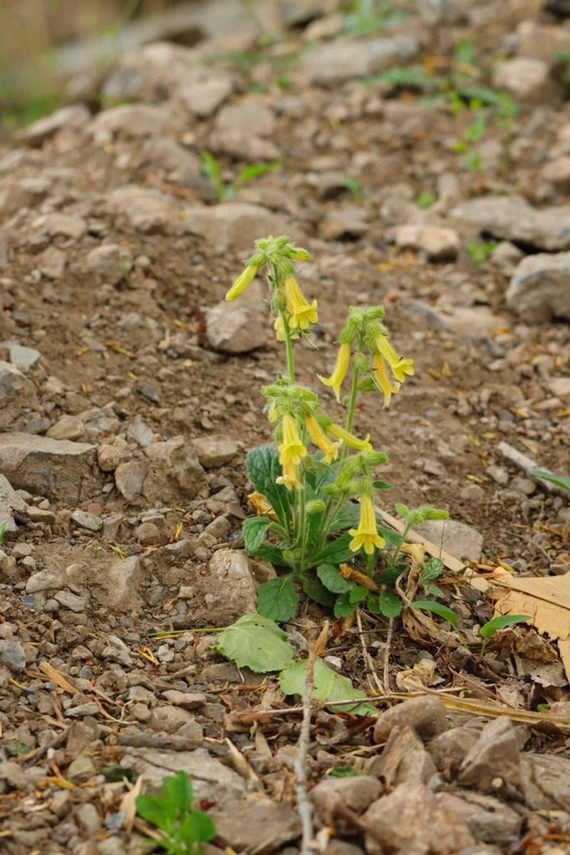 Rehmannia chrysantha photo 4