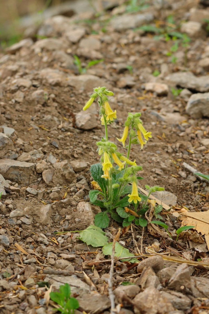 Rehmannia chrysantha photo 5