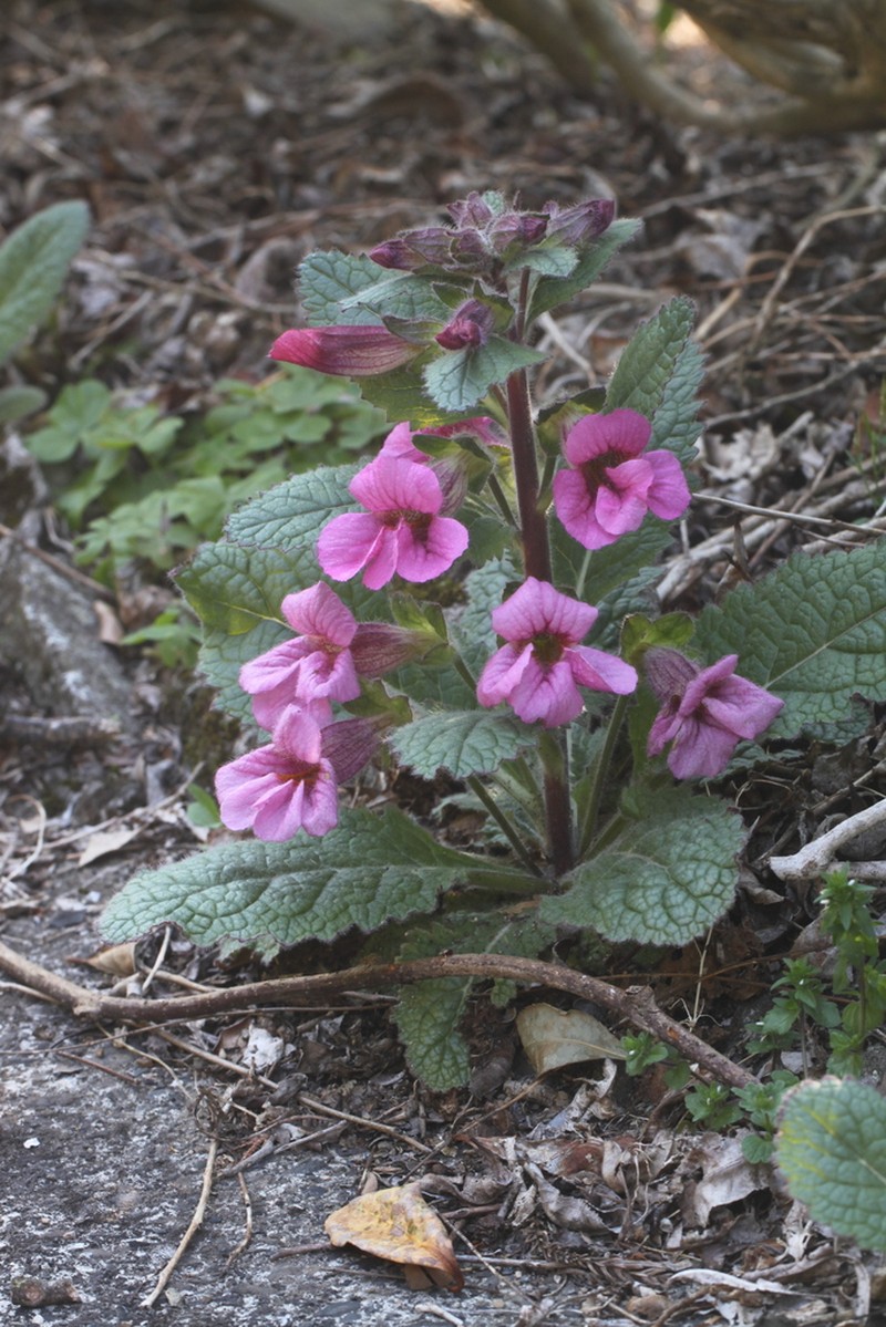 Rehmannia japonica