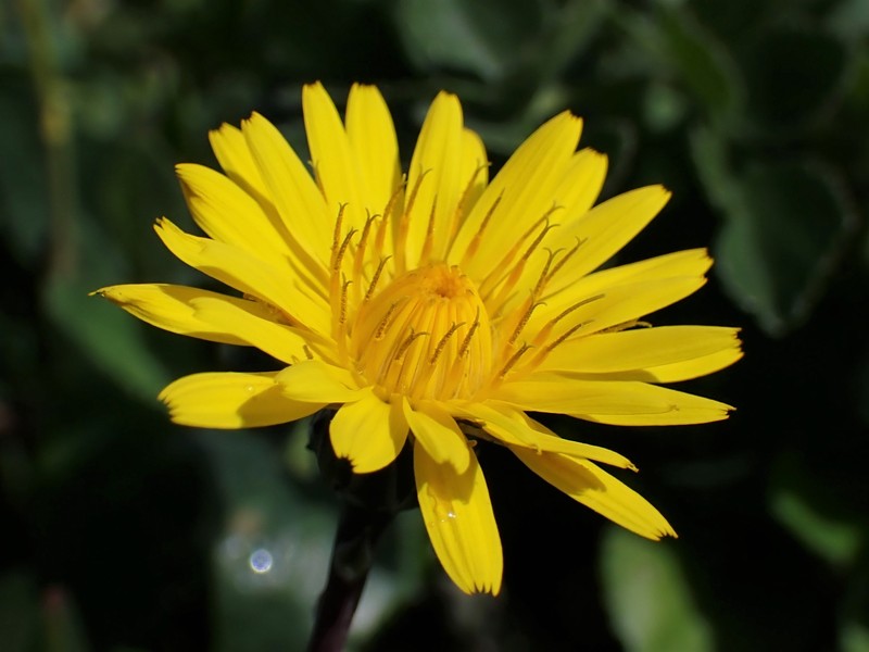 Common Brighteyes photo 5