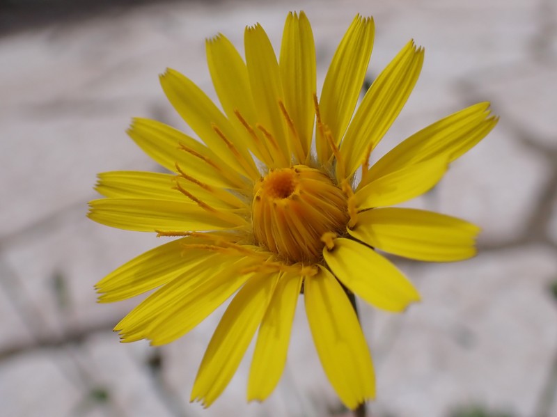 Common Brighteyes photo 3