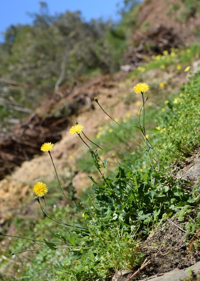 Common Brighteyes photo 4