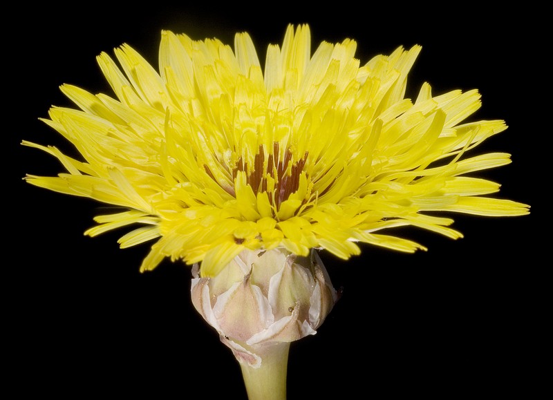 False Sowthistle photo 4