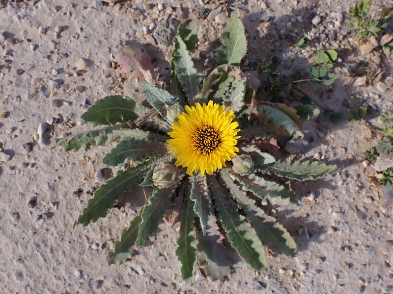 False Sowthistle photo 5