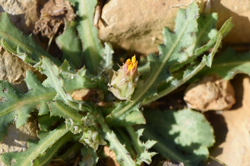 False Sowthistle photo 6