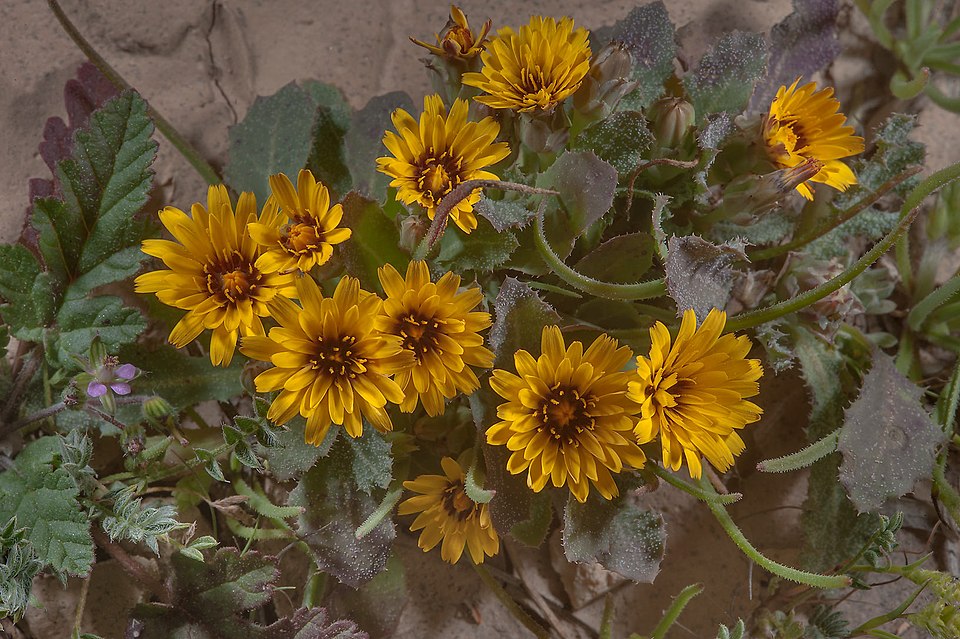 False Sowthistle photo 7