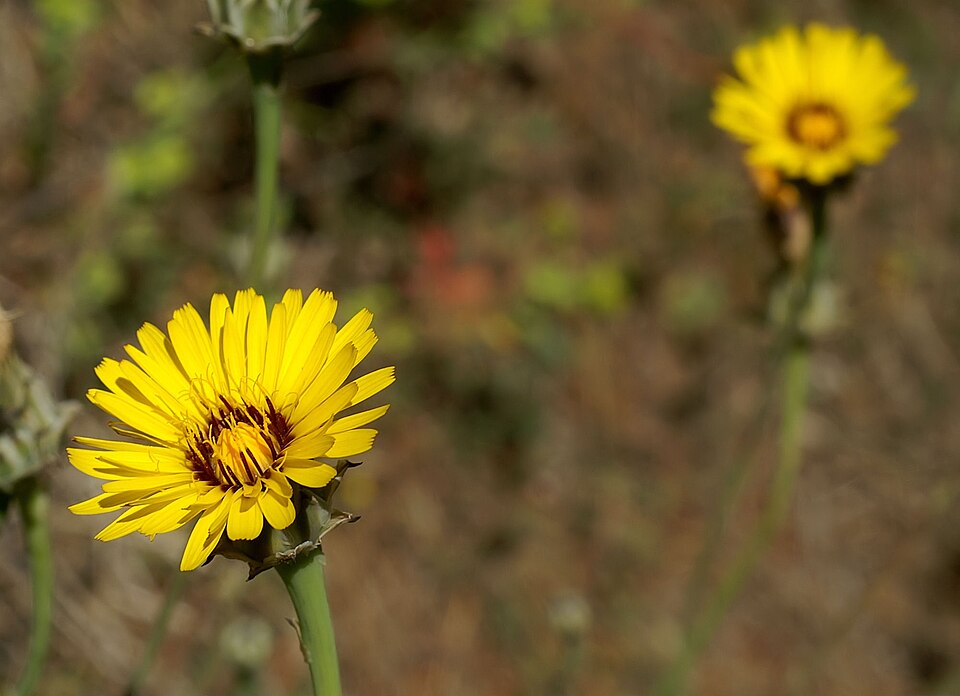 False Sowthistle