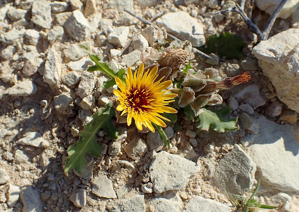 False Sowthistle photo 8