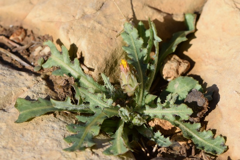 False Sowthistle photo 2