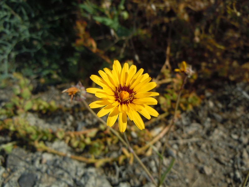 False Sowthistle photo 3