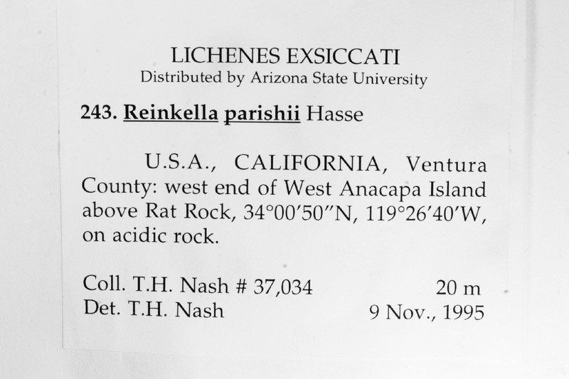 Parish's Reinkella Lichen photo 3