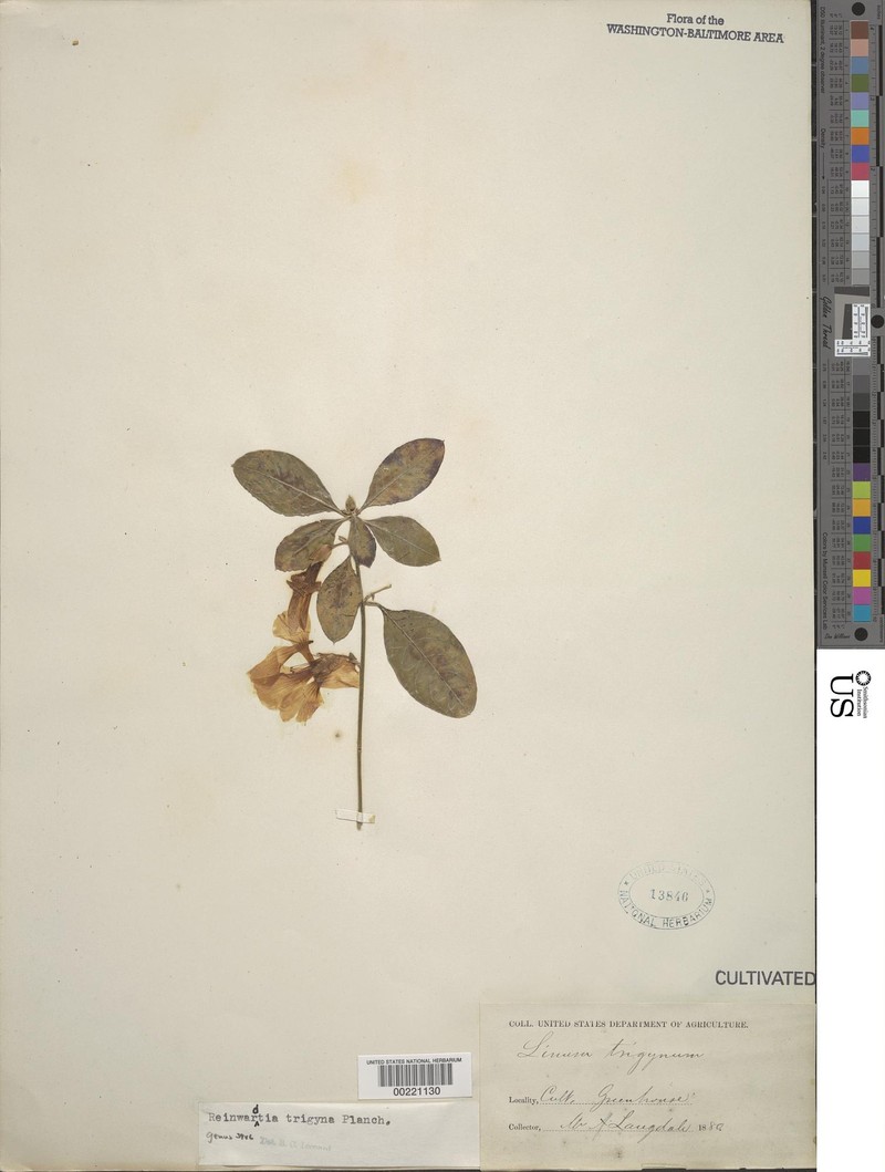 Reinwardtia indica subsp. indica