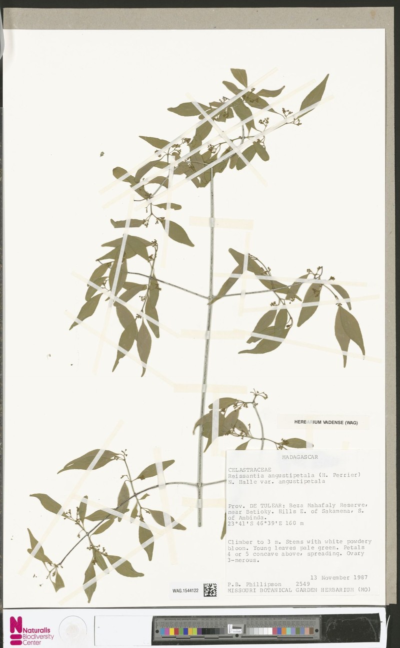 Reissantia angustipetala var. angustipetala