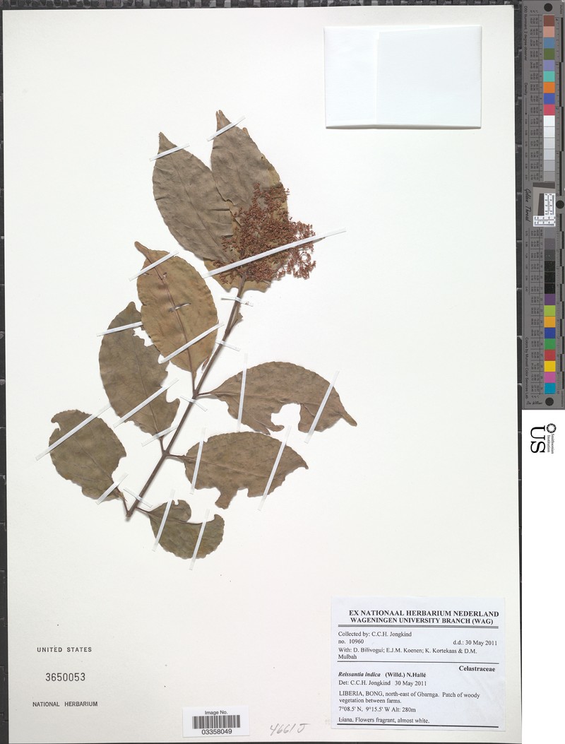 Reissantia indica var. indica