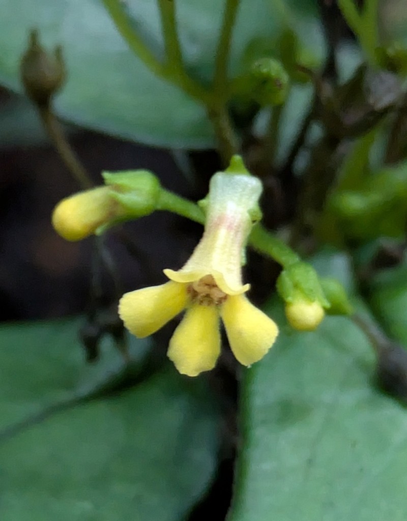 Reldia longipedunculata