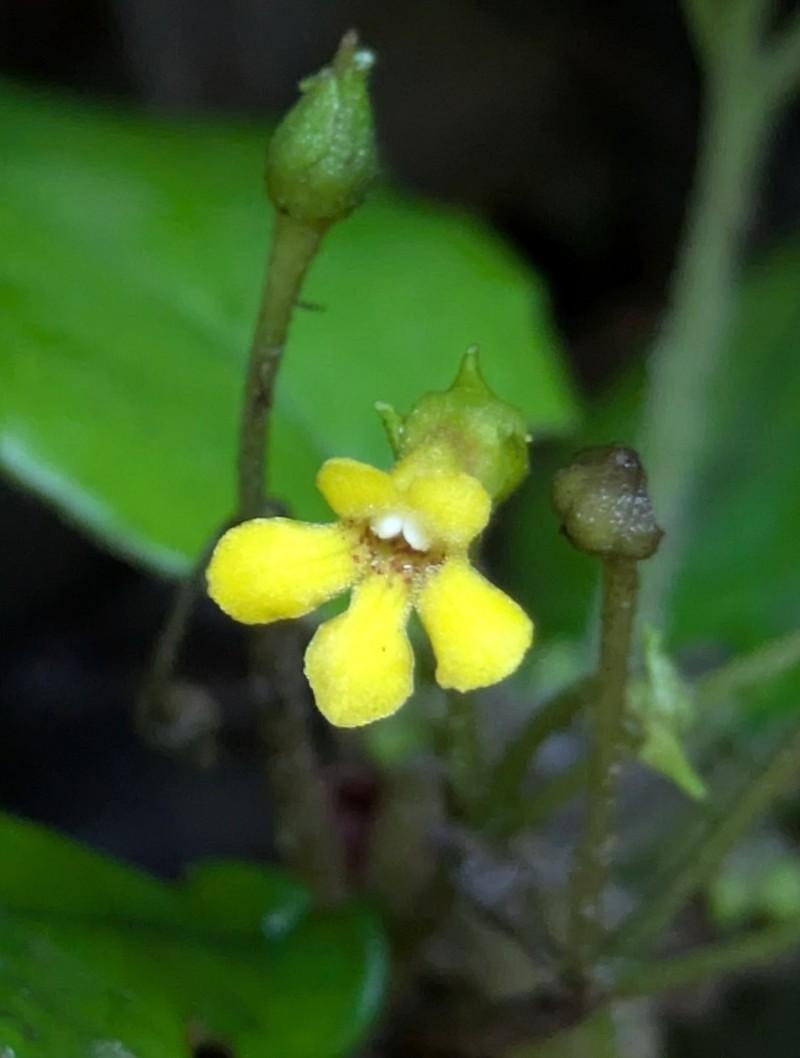 Reldia longipedunculata photo 2