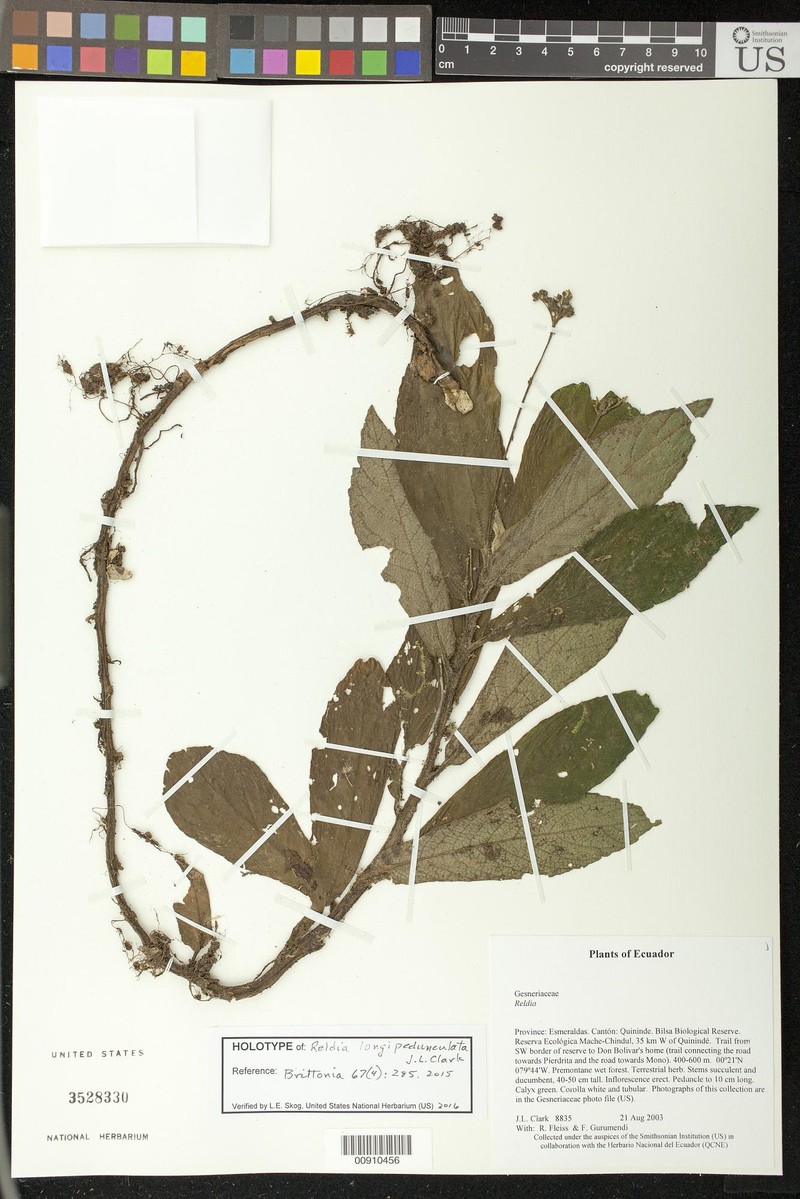 Reldia longipedunculata photo 3