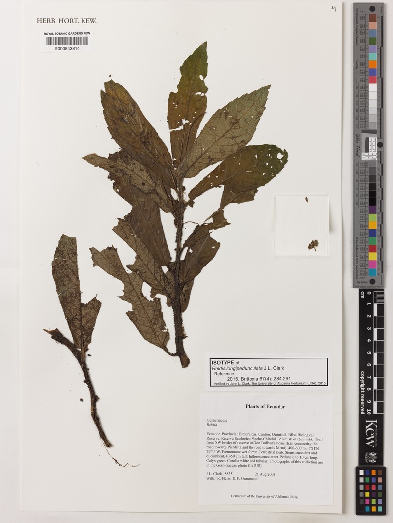 Reldia longipedunculata photo 4