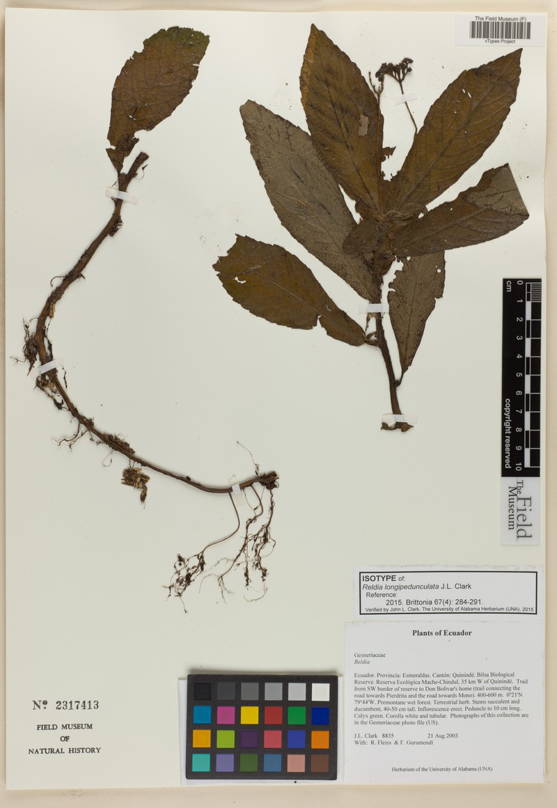 Reldia longipedunculata photo 5