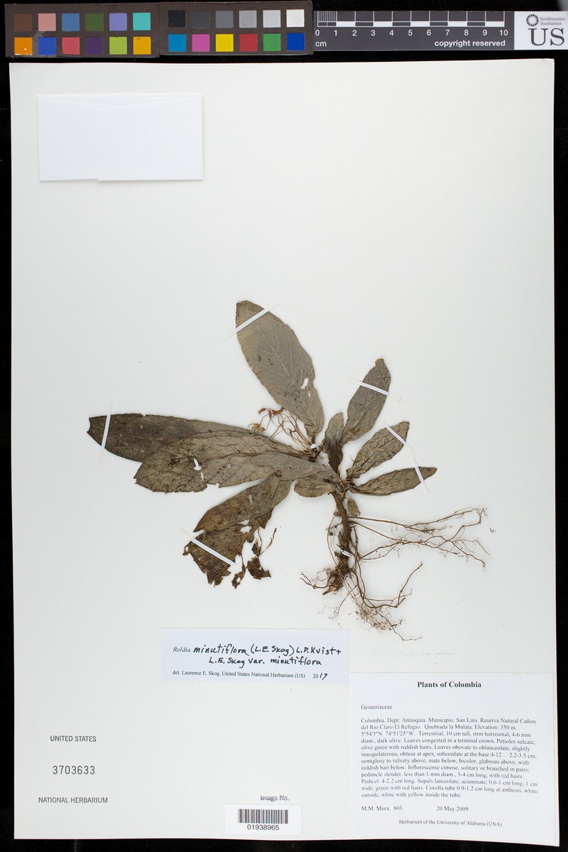 Reldia minutiflora var. minutiflora