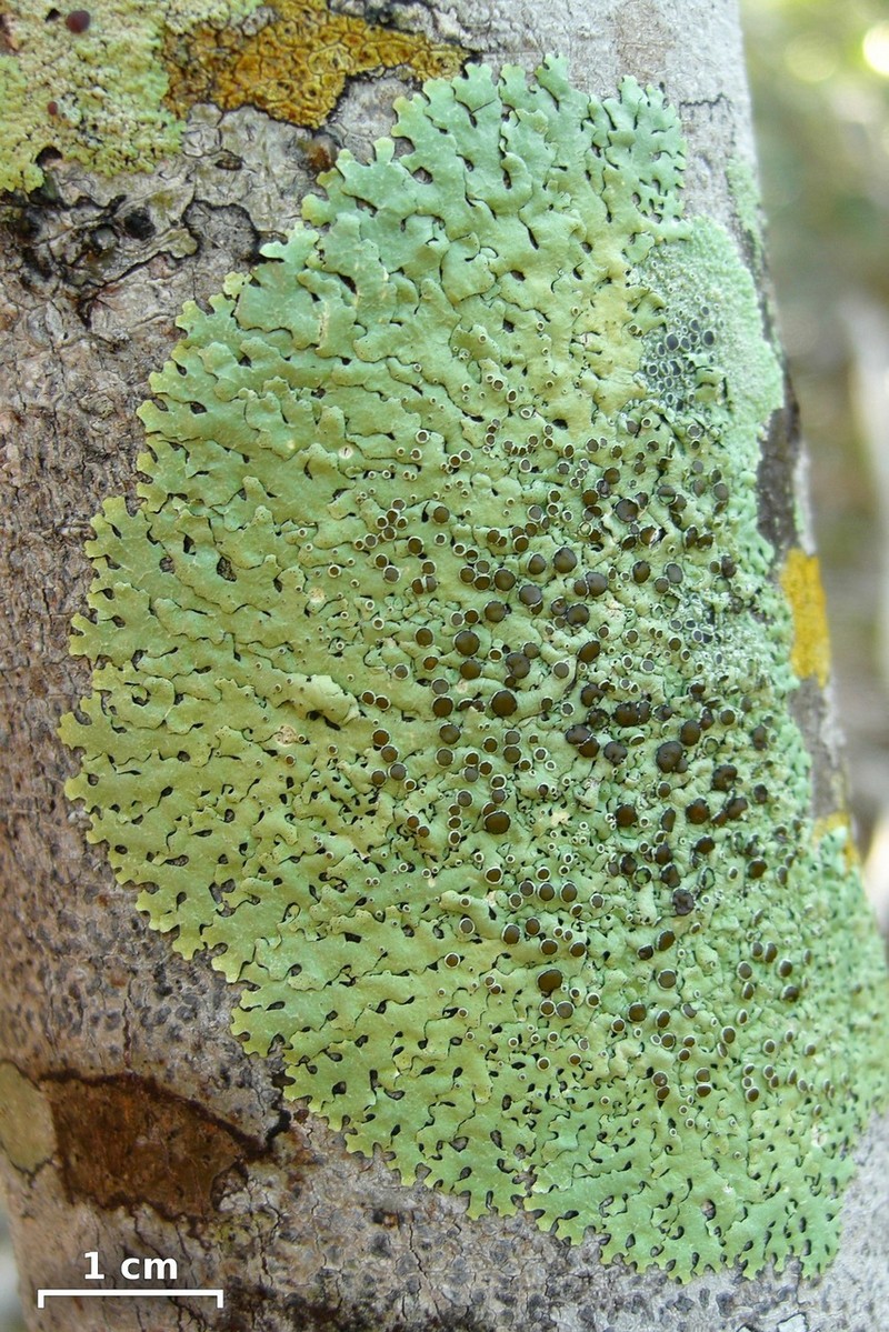 Relicina Lichen