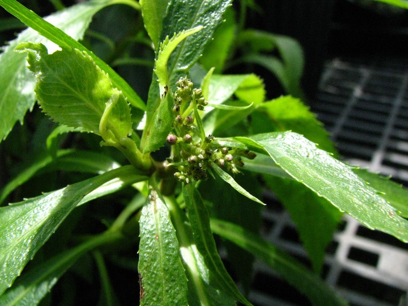 Kalalau Valley Remya