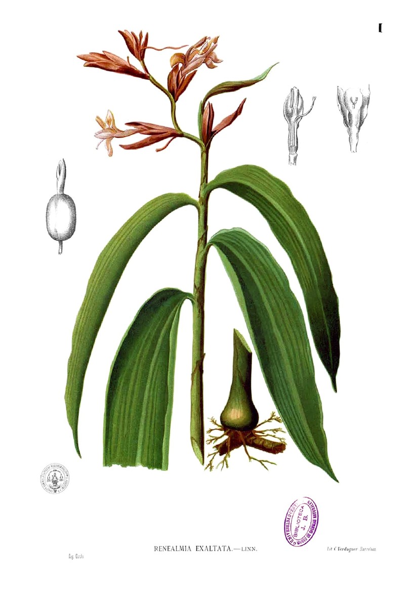 Jenjibre-De-Jardin