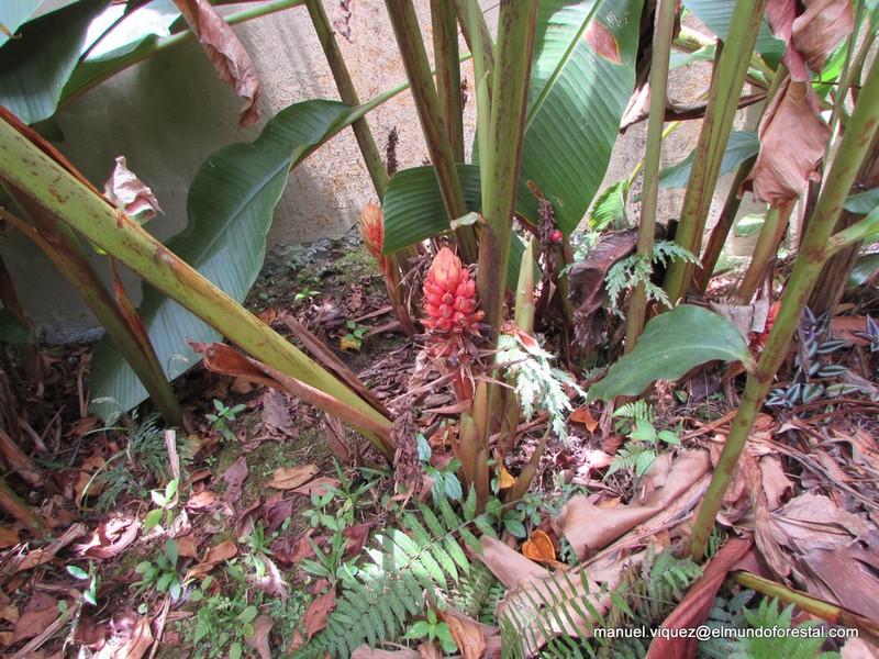 Jenjibre-De-Jardin photo 5