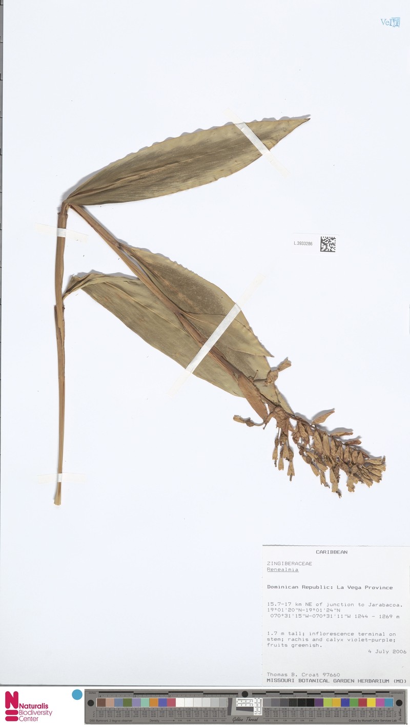 Renealmia jamaicensis subsp. puberula