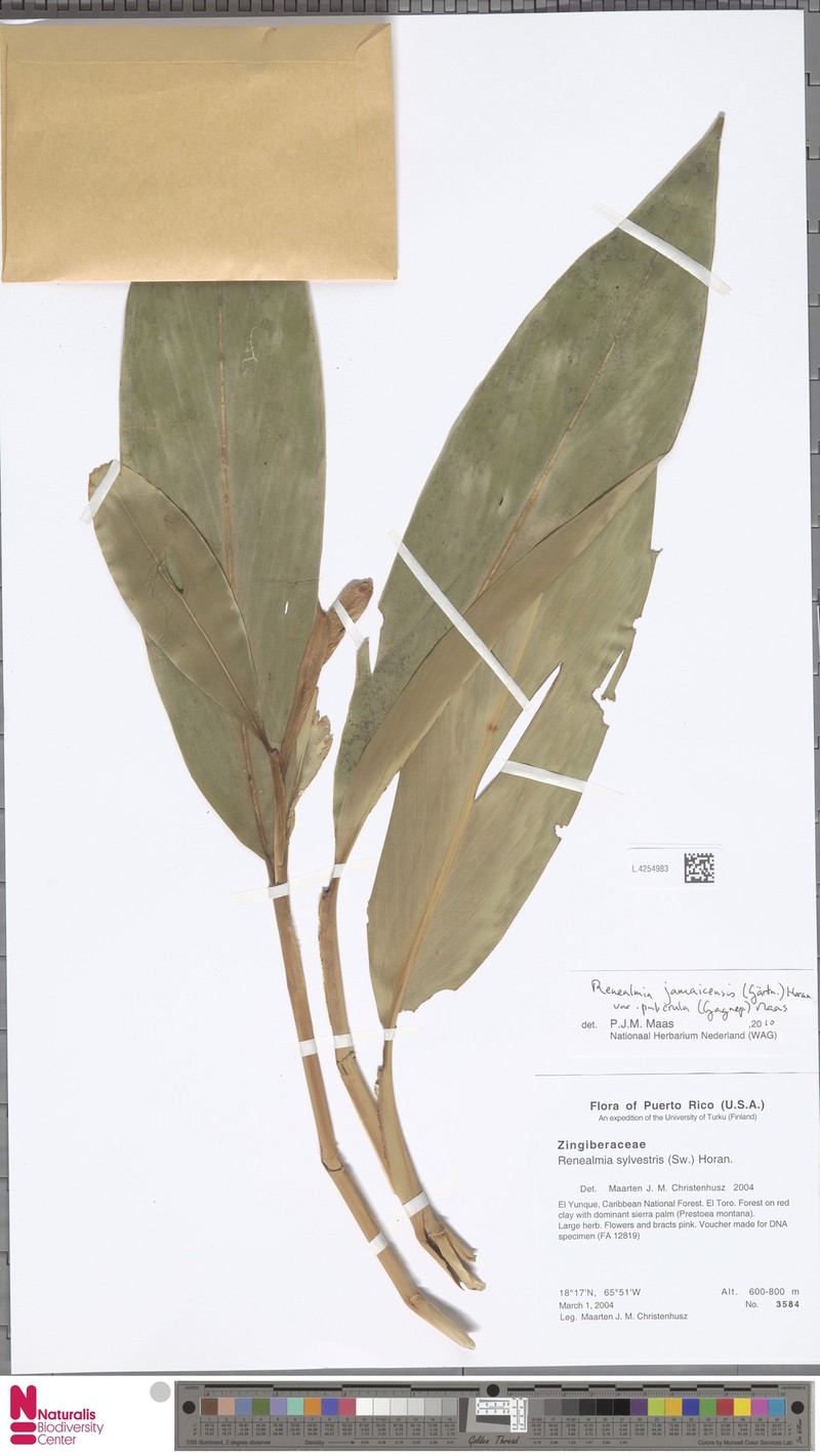 Renealmia jamaicensis subsp. puberula photo 2
