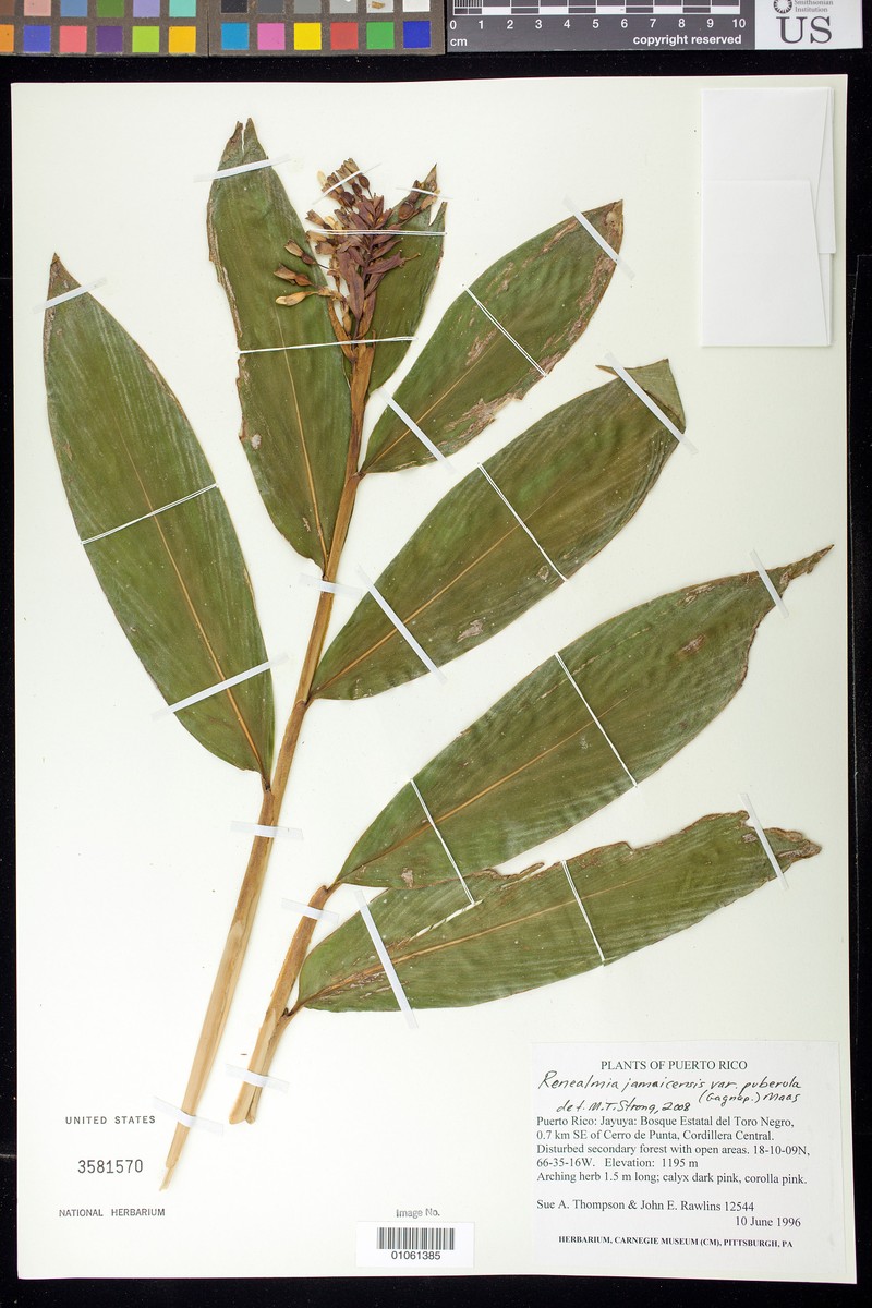 Renealmia jamaicensis subsp. puberula photo 3