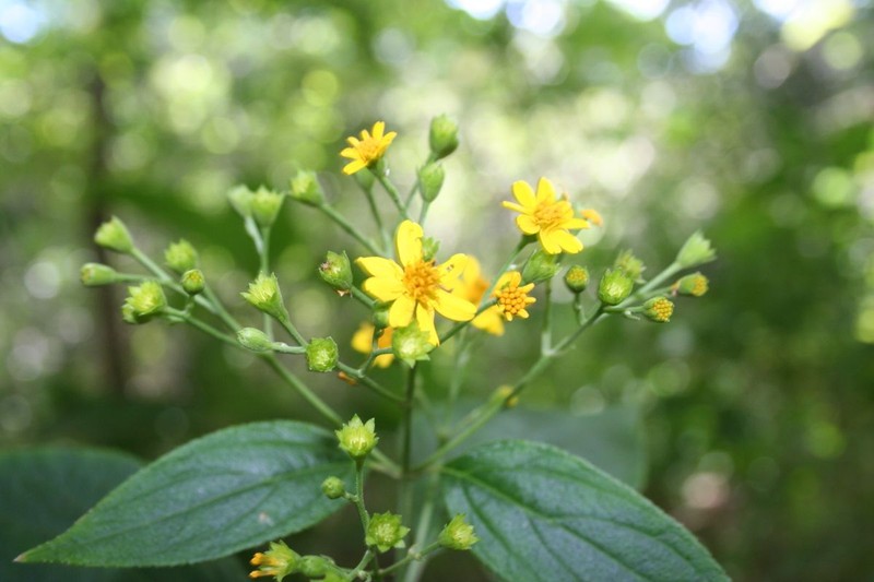Rensonia salvadorica
