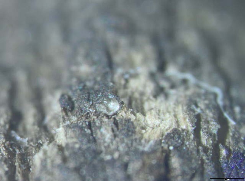 Requienella seminuda