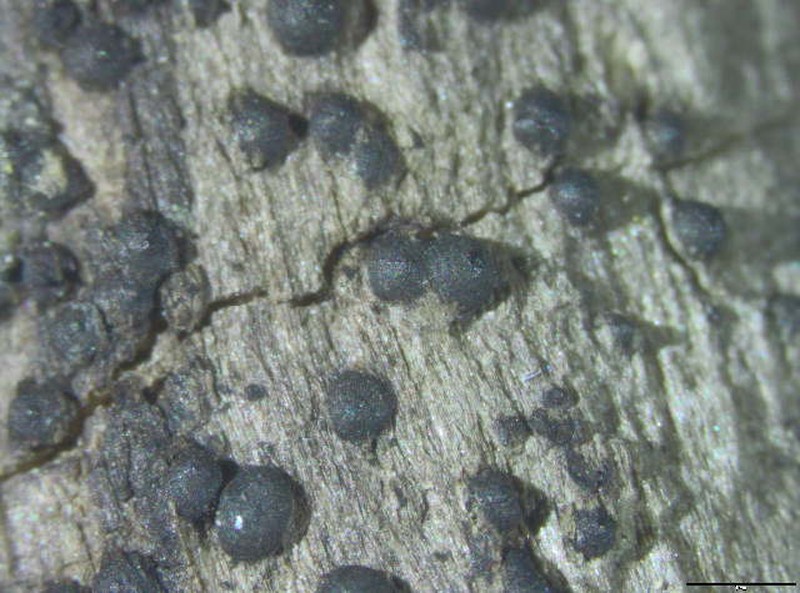 Requienella seminuda photo 2