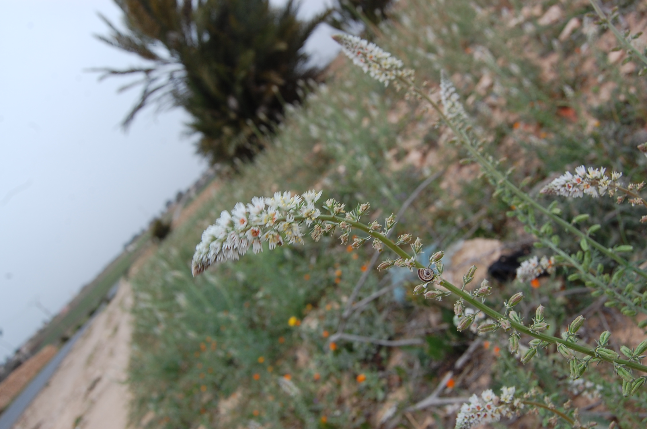 White Upright Mignonette photo 4